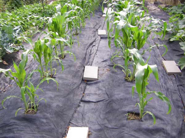 Plastic mulch from black masterbatch protect your soil